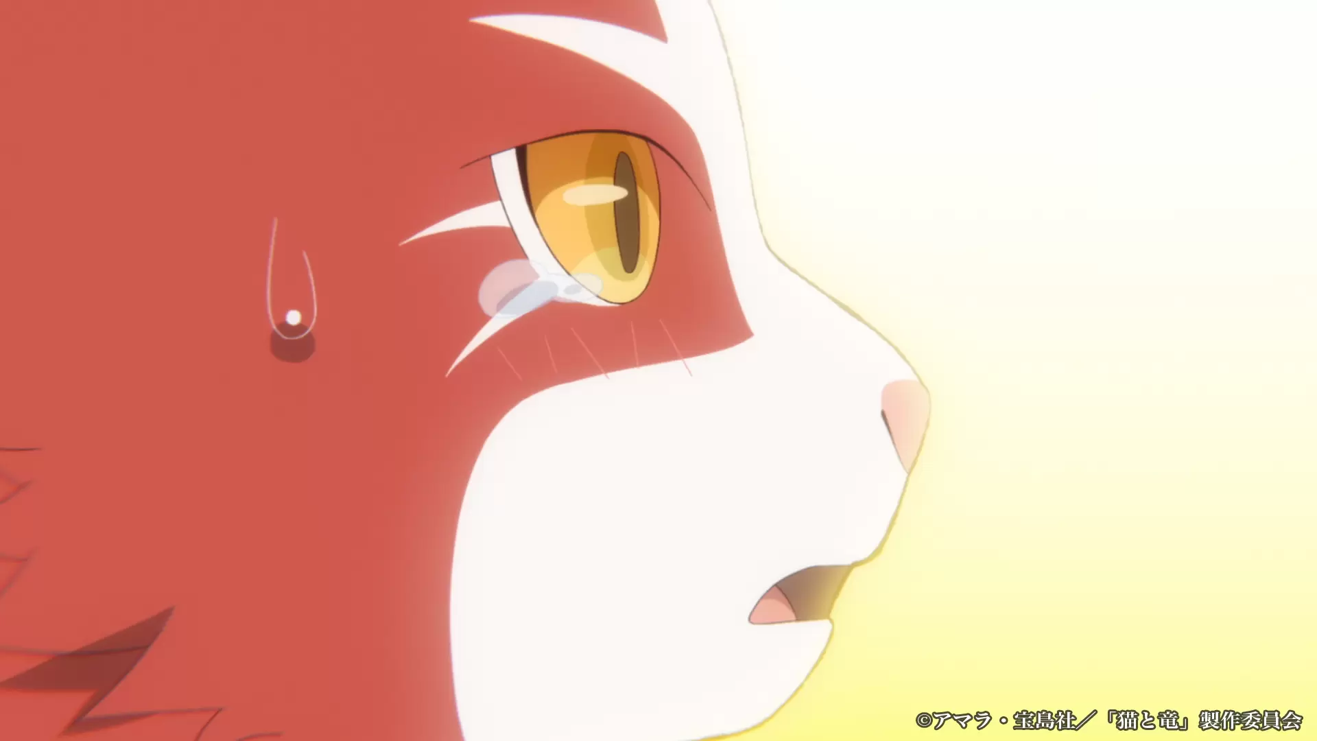 猫と竜』TVアニメ化が決定！ 猫竜をはじめとするキャラクターたちが